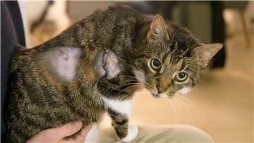 Eine Katze auf dem Arm ihres Herrchens.
