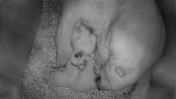 Demnächst auch in Farbe: Bei der ersten Untersuchung kommt der Eisbären-Nachwuchs im Zoo auch vor die Linse.