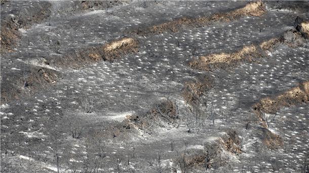 120 Quadratkilometer Fläche auf Zypern verbrannt Den Behörden zufolge soll eine Fläche von rund 120 Quadratkilometern verbrannt sein.