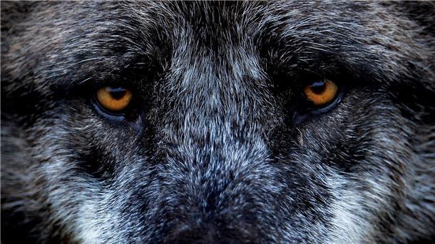 Den Wolf im Visier: Im Kreis Cuxhaven wollen die Politiker nun möglichst jede Sichtung des Raubtiers mit Fotofallen festhalten. 