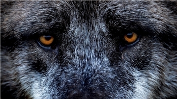 Den Wolf im Visier: Im Kreis Cuxhaven wollen die Politiker nun möglichst jede Sichtung des Raubtiers mit Fotofallen festhalten. 
