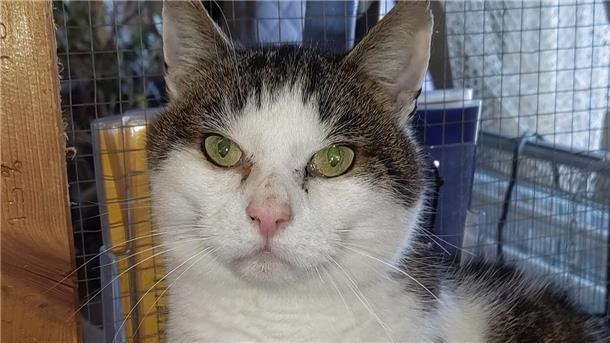 Tierasyl: Liebe Menschen für Kater Kalle gesucht Der achtjährige Kater braucht Freigang.
