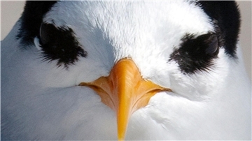 Der am meisten bedrohte Vogel Neuseelands: die Australseeschwalbe.