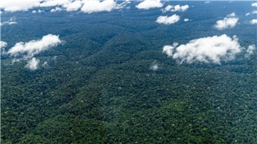 Der Amazonas - der weltweit größte tropische Regenwald.