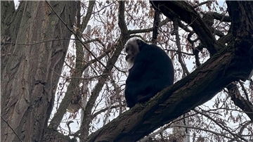 Der aus dem Zoo Leipzig gestohlene Bartaffe Ruma wurde wiedergefunden.