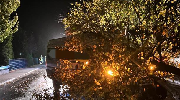 Der Baum, welcher auf der Verkehrsinsel stand und aus dem Boden gerissen wurde.