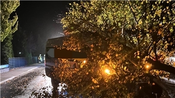 Der Baum, welcher auf der Verkehrsinsel stand und aus dem Boden gerissen wurde.