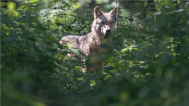 Ein Wolf im Wald.
