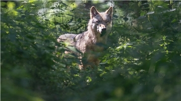 Ein Wolf im Wald.