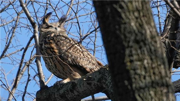 Aus New Yorker Zoo entflogener Uhu Flaco ist tot Der berühmte Uhu Flaco aus New York ist gestorben.