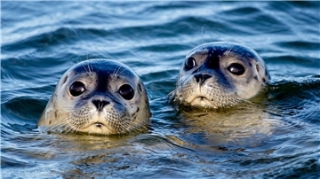 Der Bestand an Seehunden im Wattenmeer hat sich nach Zählungen von Experten im dritten Jahr in Folge verringert.