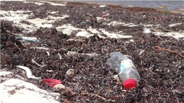 Plastikflasche liegt zwischen Seetang am Strand