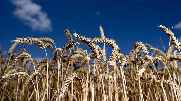 Bio-Anbaufläche 2023 etwas gewachsen Der Bio-Anteil der Agrarflächen wächst weiter leicht.