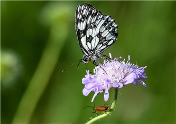 Schmetterling