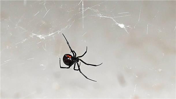 Schwarze Witwe