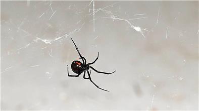 Schwarze Witwe