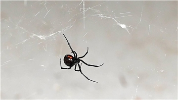 Schwarze Witwe