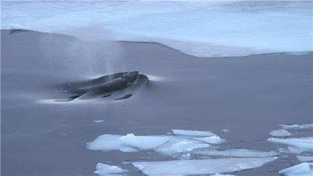 Der Blas eines Antarktischen Zwergwals. Klangkunstschaffende haben aus dieser Tonaufnahme einen neuen Sound kreiert - im Rahmen des Projekts „Polar Sounds“.