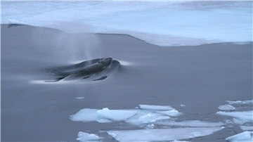 Der Blas eines Antarktischen Zwergwals. Klangkunstschaffende haben aus dieser Tonaufnahme einen neuen Sound kreiert - im Rahmen des Projekts „Polar Sounds“.