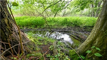 Der BUND entwickelt naturnahe Gewässerränder zusammen mit der Landwirtschaft. An der Modellegion Weser-Elbe ist die Grove (Foto) beteiligt.