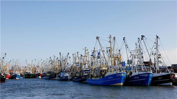 Krabbenfischerdialog in SH vorerst gescheitert Der Dialog zur Krabbenfischerei im schleswig-holsteinischen Wattenmeer ist vorerst gescheitert. (Archivbild)