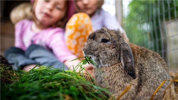 Zwei Kinder im Hintergrund, ein fressendes Kaninchen im Vordergrund. 