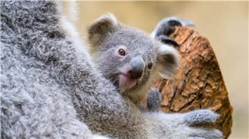 Der Duisburger Zoo ist bekannt für seine Koala-Haltung.