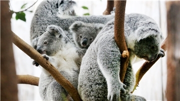 Der Duisburger Zoo ist europaweit Spezialist für die aufwendige Zucht und Zoo-Haltung der Koalas. (Archivbild)
