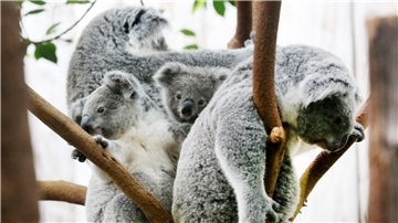 Der Duisburger Zoo ist europaweit Spezialist für die aufwendige Zucht und Zoo-Haltung der Koalas. (Archivbild)