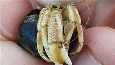 Kleiner Krebs aus Nordamerika im norddeutschen Wattenmeer angekommen Einsiedlerkrebs