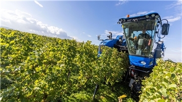 Der Fahrer eines Trauben-Vollernters manövriert seine Maschine durch die Weinreben und erntet dabei Trauben der Sorte Gutedel.
