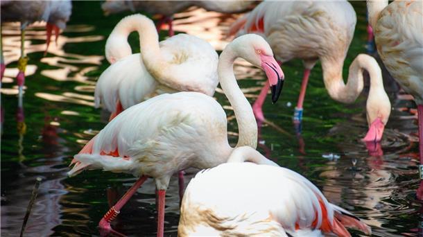 Der Flamingo Ingo lebte seit 1955 in Berlin.