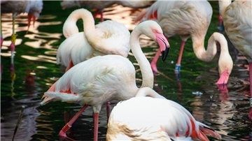 Der Flamingo Ingo lebte seit 1955 in Berlin.