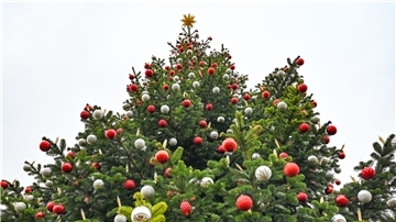 Der frühe Weihnachtsbaum liegt im Trend.