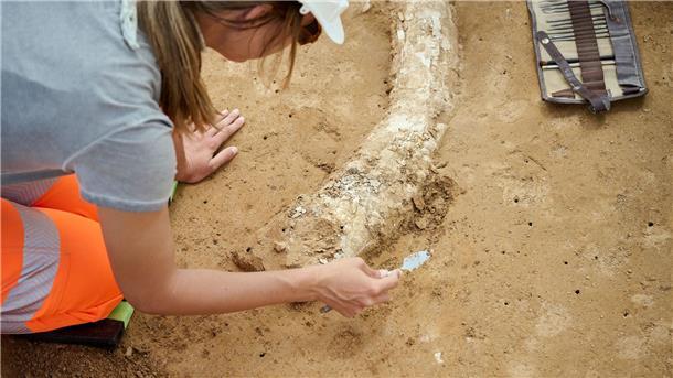Der Fund stammt aus der Eiszeit und dürfte Experten zufolge mindestens 12.000 Jahre alt sein. 