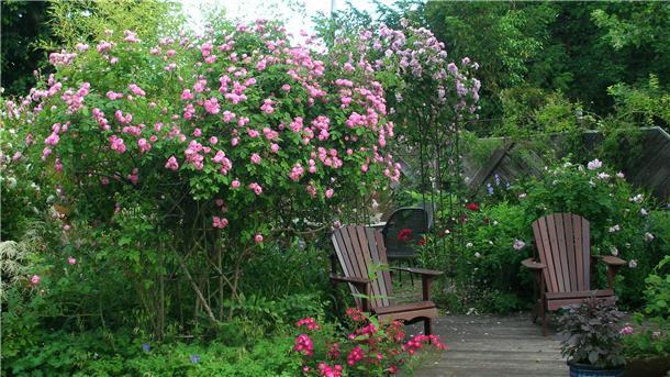 Zwei Holzstühle stehen in einem Garten
