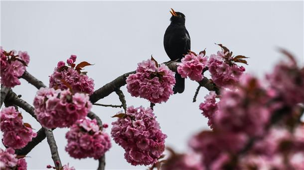 Wer fliegt auf Platz 1? Der Gesang von Amseln ist meist morgens oder abends zu hören.