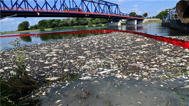 Tote Fische schwimmen an der Wasseroberfläche des deutsch-polnischen Grenzflusses Oder