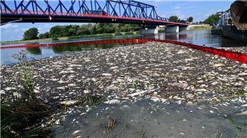Tote Fische schwimmen an der Wasseroberfläche des deutsch-polnischen Grenzflusses Oder