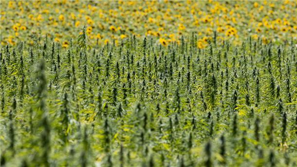 Warum bei Landwirten aus dem Cuxland Hanf wächst Hanf im landwirtschaftlichen Anbau.