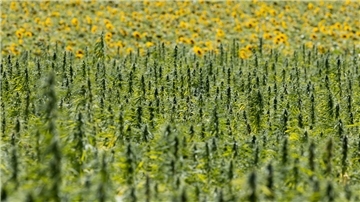 Warum bei Landwirten aus dem Cuxland Hanf wächst Hanf im landwirtschaftlichen Anbau.