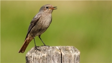 Der Hausrotschwanz – im Bild das Weibchen – lässt sich gut bei der Insektenjagd beobachten.
