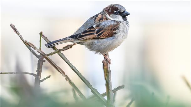 Der Haussperling war im vergangenen Jahr der Vogel, der während der Aktion „Stunde der Wintervögel“am häufigsten gesichtet wurde.