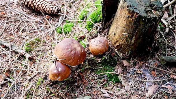 Der heimische Wald ist eine kulinarische Schatzkammer: Welche Pilze es dort zu entdecken gibt, erklärt Pilz-Sachverständige Ulrike Öhler aus Tarmstedt.