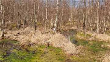 Der Holzurburger Wald bei Bad Bederkesa heute: Etliche Birken sind auf den ehemaligen Hochmoor-Flächen gewachsen.
