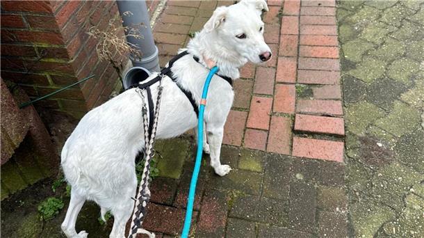 Entlaufener Hund wird in Geestland und Umgebung gesucht Hund Charon