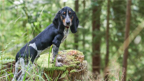 Bilder des Tages Der Hund kennt sich gut aus im Wald. Sein Herrchen ist Förster.