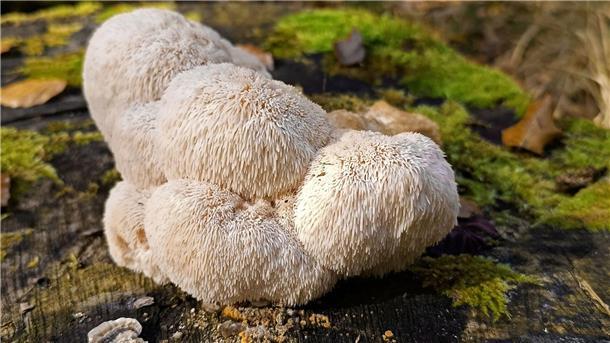 Igelstachelbart ist „Pilz des Jahres 2026“ Der Igelstachelbart wird auch Yamabushitake, Löwenmähne, Pom-Pom blanc oder Affenkopfpilz genannt.