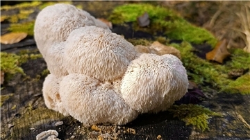 Igelstachelbart ist „Pilz des Jahres 2026“ Der Igelstachelbart wird auch Yamabushitake, Löwenmähne, Pom-Pom blanc oder Affenkopfpilz genannt.