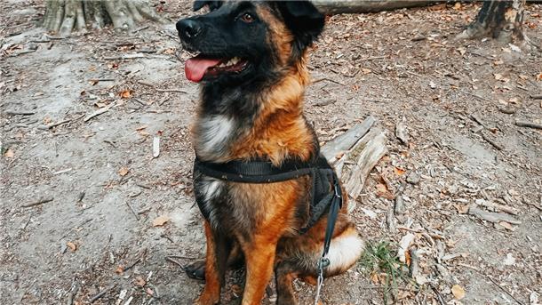 Der in Zeven entlaufende Hund ist wieder da.